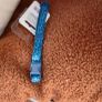 brand new cat bed and collar Image 2