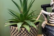 cacti