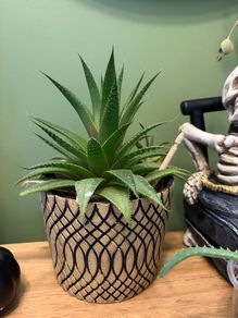 cacti