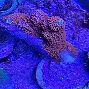 Montipora corals