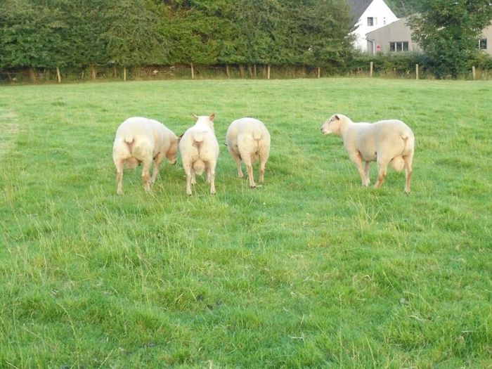 Charolais Ram.  Available.. Available.