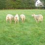 Charolais Ram.  Available.. Available. Image 4