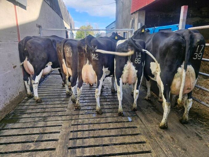 Freshly calved young cows