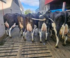 Freshly calved young cows