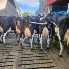 Freshly calved young cows