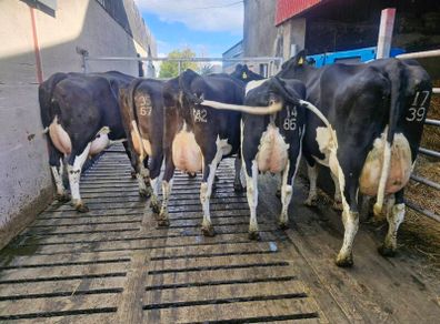 Freshly calved young cows