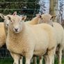 Cheviot Rams Image 3