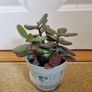 Jade plant Image 3