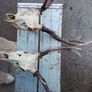 sika antlers Image 5