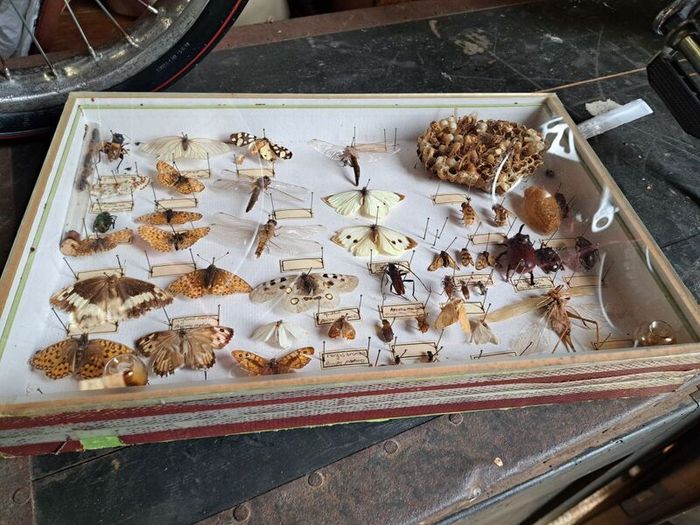 Vintage Entomological Insect Display
