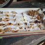 Vintage Entomological Insect Display Image 4