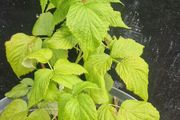 raspberries