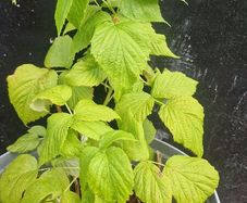 raspberries