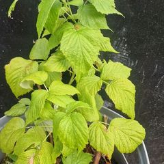 raspberries