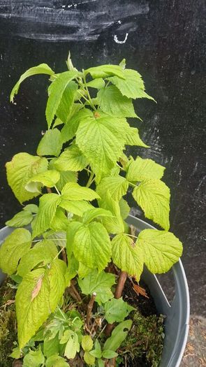 raspberries