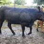 InCalf 4 & 5 Star Stabiliser X Heifers Image 9