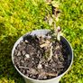 Grow Your Own! 8-Piece Plant & Shrub Set incl. Fresh Mint Image 9
