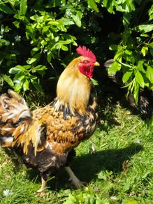 Rooster