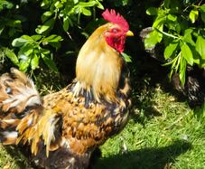 Rooster