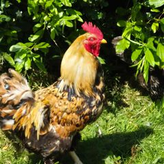 Rooster