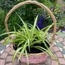 Two spider plant baskets Image 3