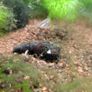 fish tank Image 9