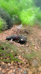 aquarium snail