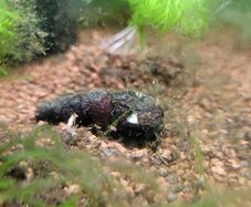 aquarium snail