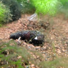 aquarium snail