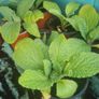 plants Image 3