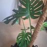 Monstera Image 3