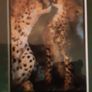various mounted animal prints wild and tame Image 4