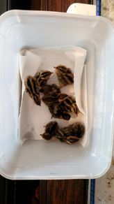 Coturnix Quail chicks