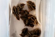 Coturnix Quail chicks
