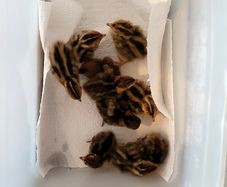 Coturnix Quail chicks