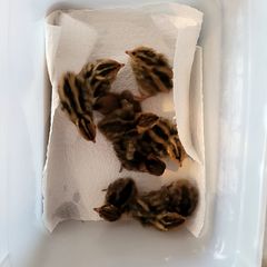 Coturnix Quail chicks