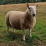 North Country Cheviot Rams Image 3