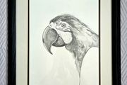 Pencil drawing Ara parrot