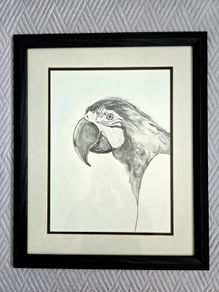 Pencil drawing Ara parrot