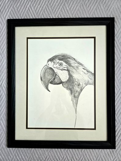 Pencil drawing Ara parrot