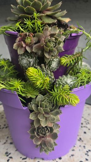 Otdoor plant