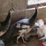 peafowl hatching eggs Image 2