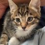 cat Image 2