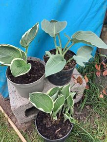 Hosta
