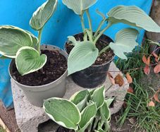 Hosta
