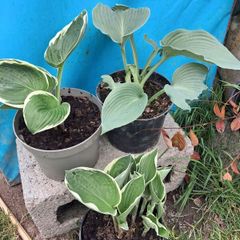 Hosta