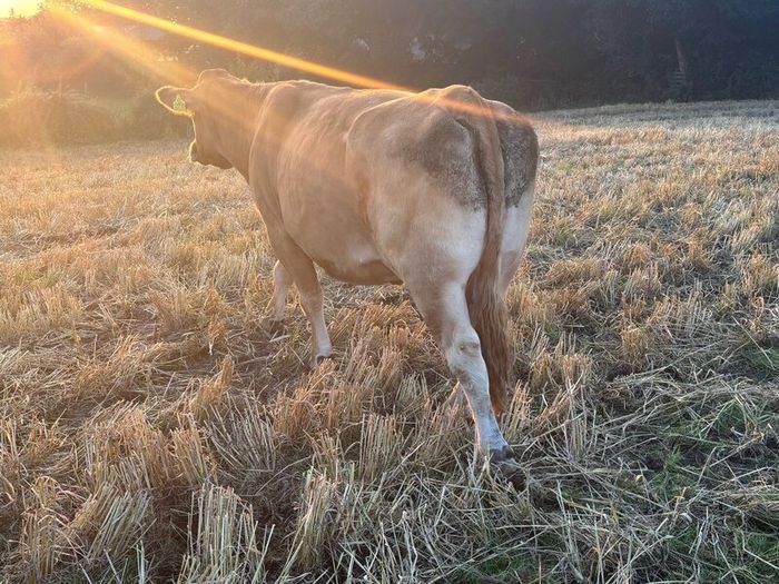 Pb Limousin cow