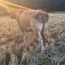 Pb Limousin cow Image 6