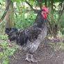 chickens Image 2