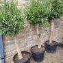 Olive tree : extra large 45cm pot Image 6